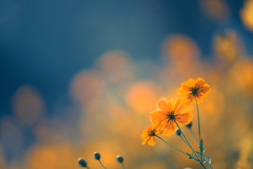 买国产车真的没面子吗？